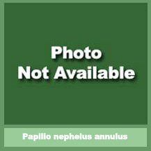 Papilio nephelus annulus