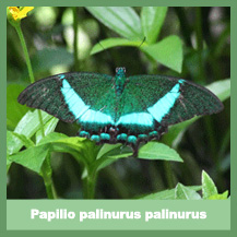 Papilio palinurus palinurus