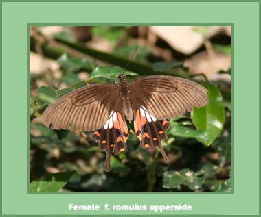 Papilio polytes romulus - Male