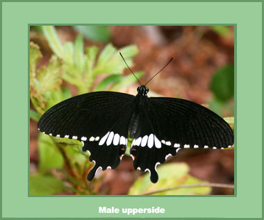 Papilio polytes romulus - Male