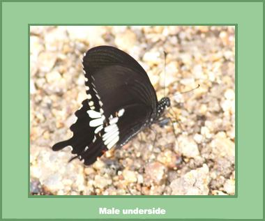 Papilio polytes romulus - Male