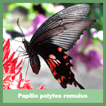 Papilio polytes romulus