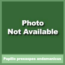 Papilio prexaspes andamanicus