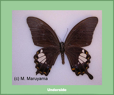 Papilio prexaspes andamanicus - Male