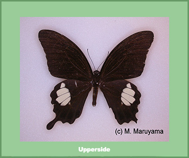 Papilio prexaspes andamanicus - Male