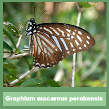 Graphium macareus perakensis