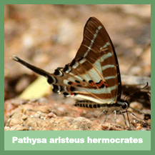 Pathysa aristeus hermocrates