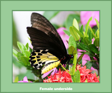 Troides helena cerberus - Male