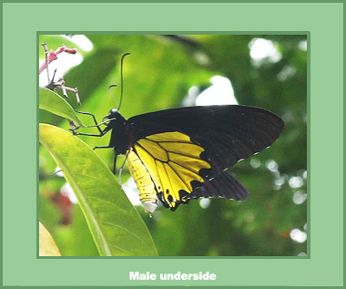 Troides helena cerberus - Male