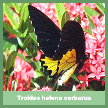 Troides helena cerberus