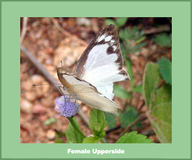 Appias albina darada - Female