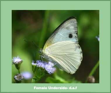 Appias albina darada - Female