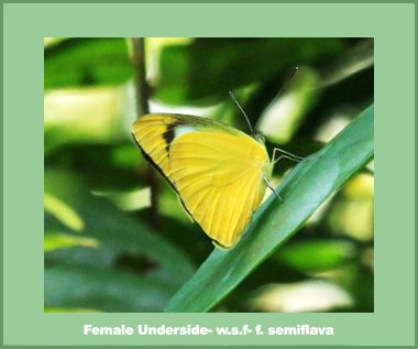 Appias albina darada - Female