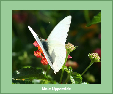 Appias albina darada - Male