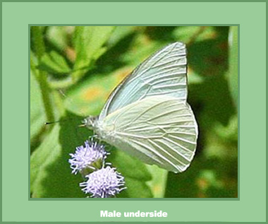 Appias albina darada - Male