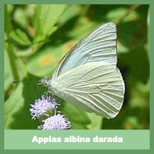 Appias albina darada