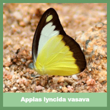 Appias lyncida vasava