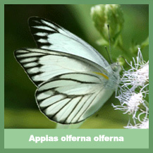 Appias olferna olferna