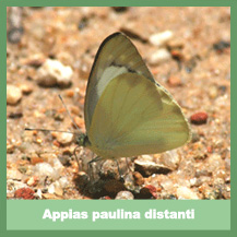 Appias paulina distanti