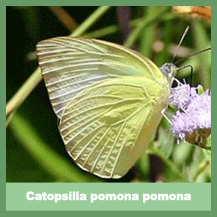 Catopsilia pomona pomona