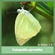 Catopsilia pyranthe