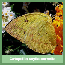 Catopsilia scylla cornelia