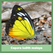 Cepora iudith malaya