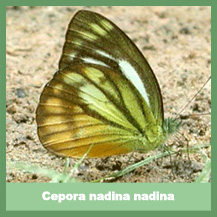 Cepora nadina nadina