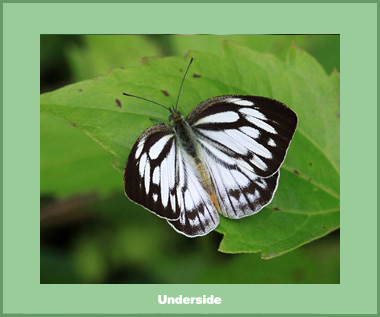 Cepora nerissa daphne - Female