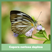 Cepora nerissa daphna