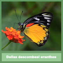 Delias descombesi eranthos