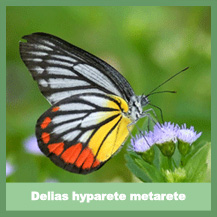 Delias hyparete metarete