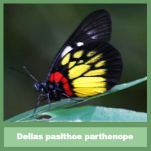 Delias pasithoe parthenope