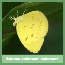 Eurema andersoni andersoni