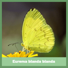 Eurema blanda blanda