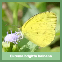 Eurema brigitta hainana