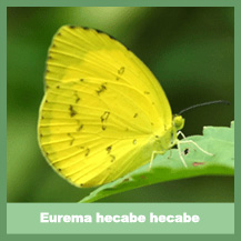 Eurema hecabe hecabe