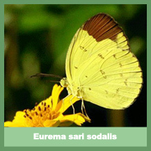Eurema sari sodalis