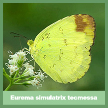 Eurema simulatrix tecmessa