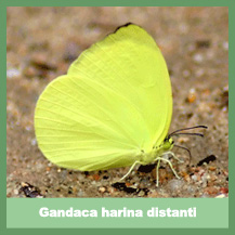 Gandaca harina distanti