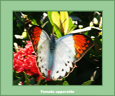 Hebomoia glaucippe glaucippe - Male