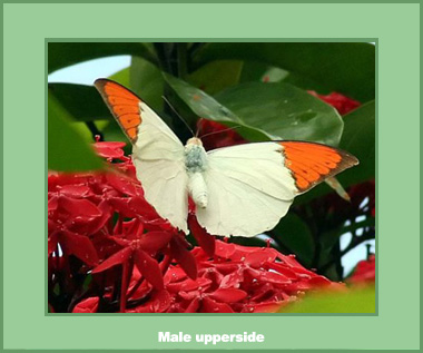 Hebomoia glaucippe glaucippe - Male