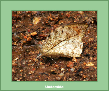 Hebomoia glaucippe glaucippe - Male