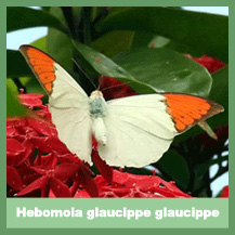 Hebomoia glaucippe glaucippe