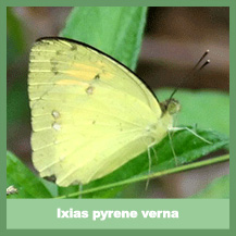 Ixias pyrene verna