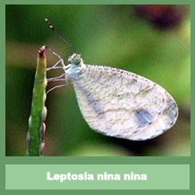 Leptosia nina malayana