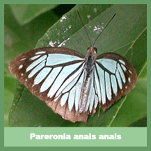 Pareronia anais anais