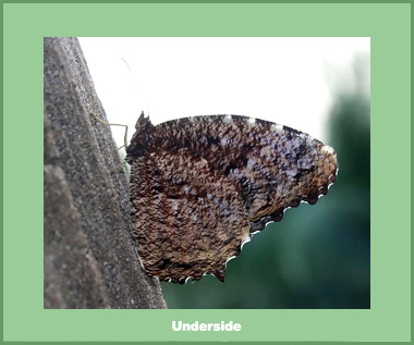 Elymnias nesaea lioneli - Male