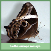 Lethe europa malaya
