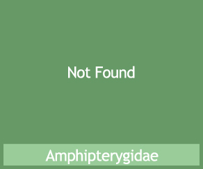 Amphipterygidae